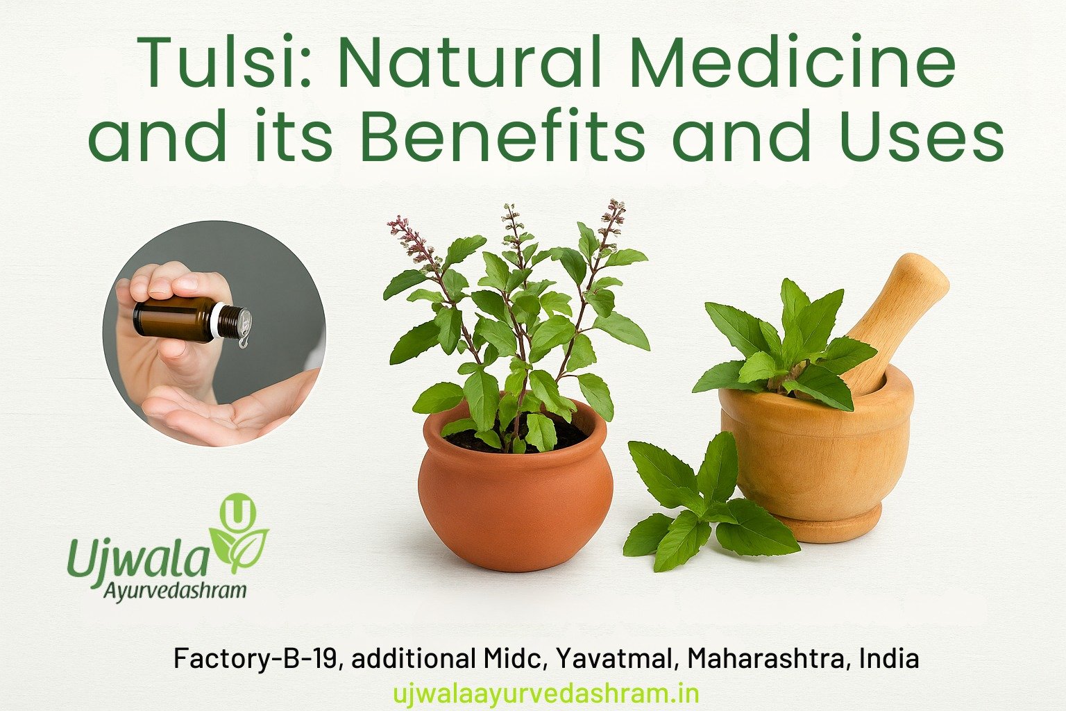 tulsi and its benefits