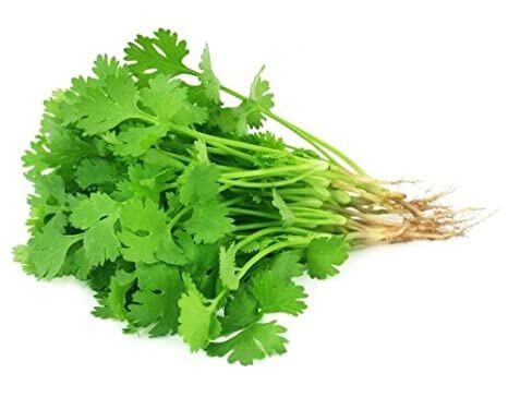 Cilantro-or-Corriander